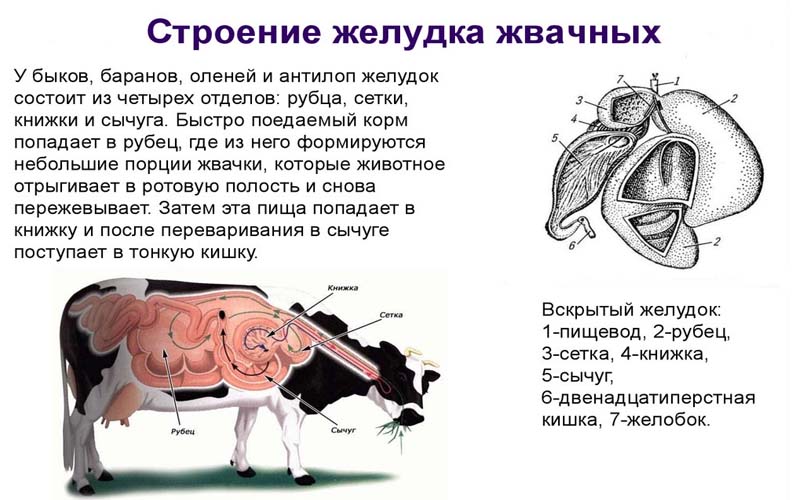 строение желудка коровы