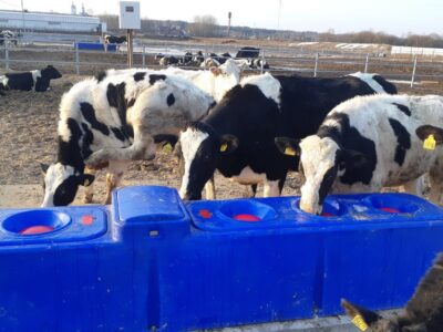 коровы пьют воду из поилки